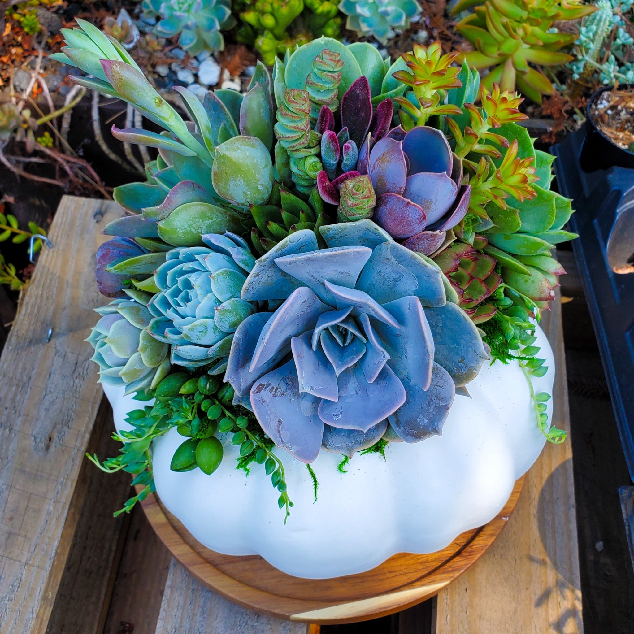 white pumpkins with succulents Medium White Succulent Pumpkin