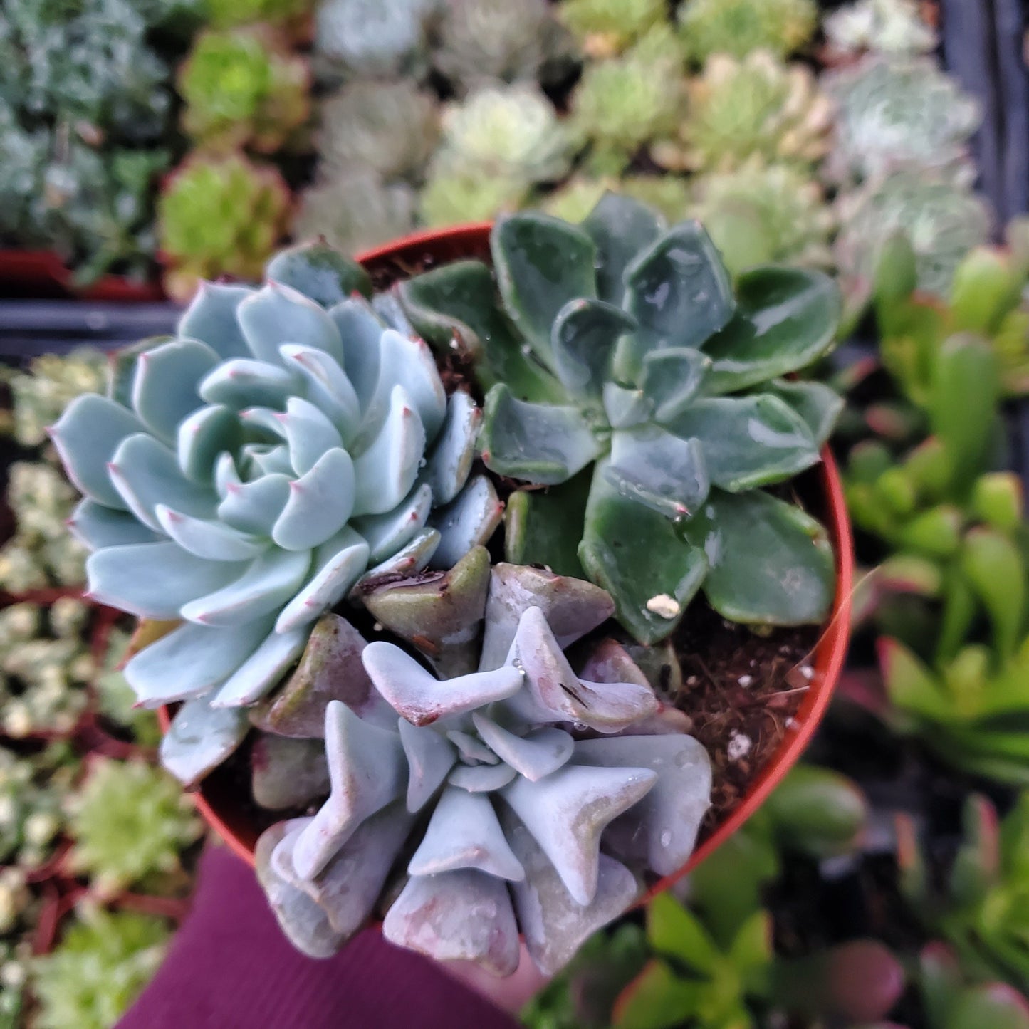 Echeveria Mix (Blue, Green & Purple)