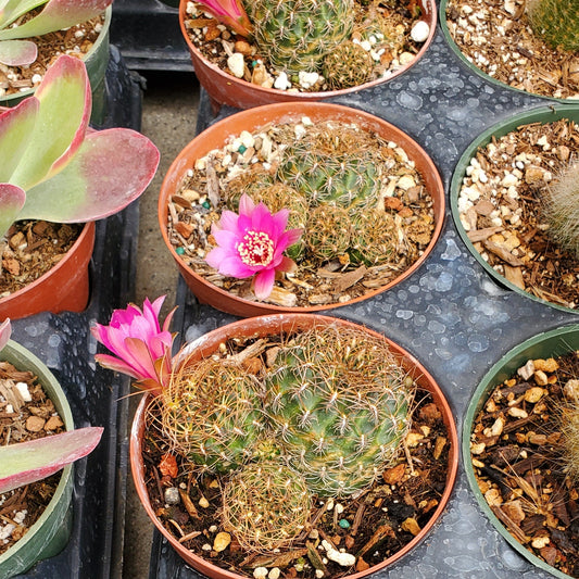 Sulcorebutia