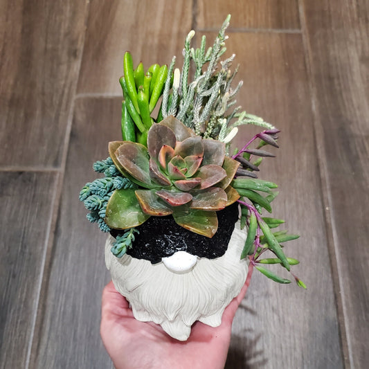 Succulent Gnome Arrangement