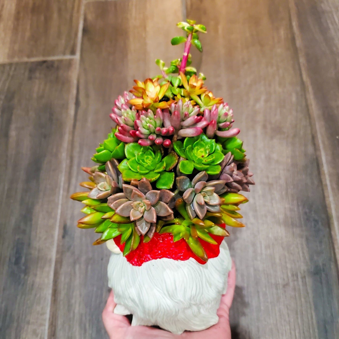Large Succulent Gnome Arrangement
