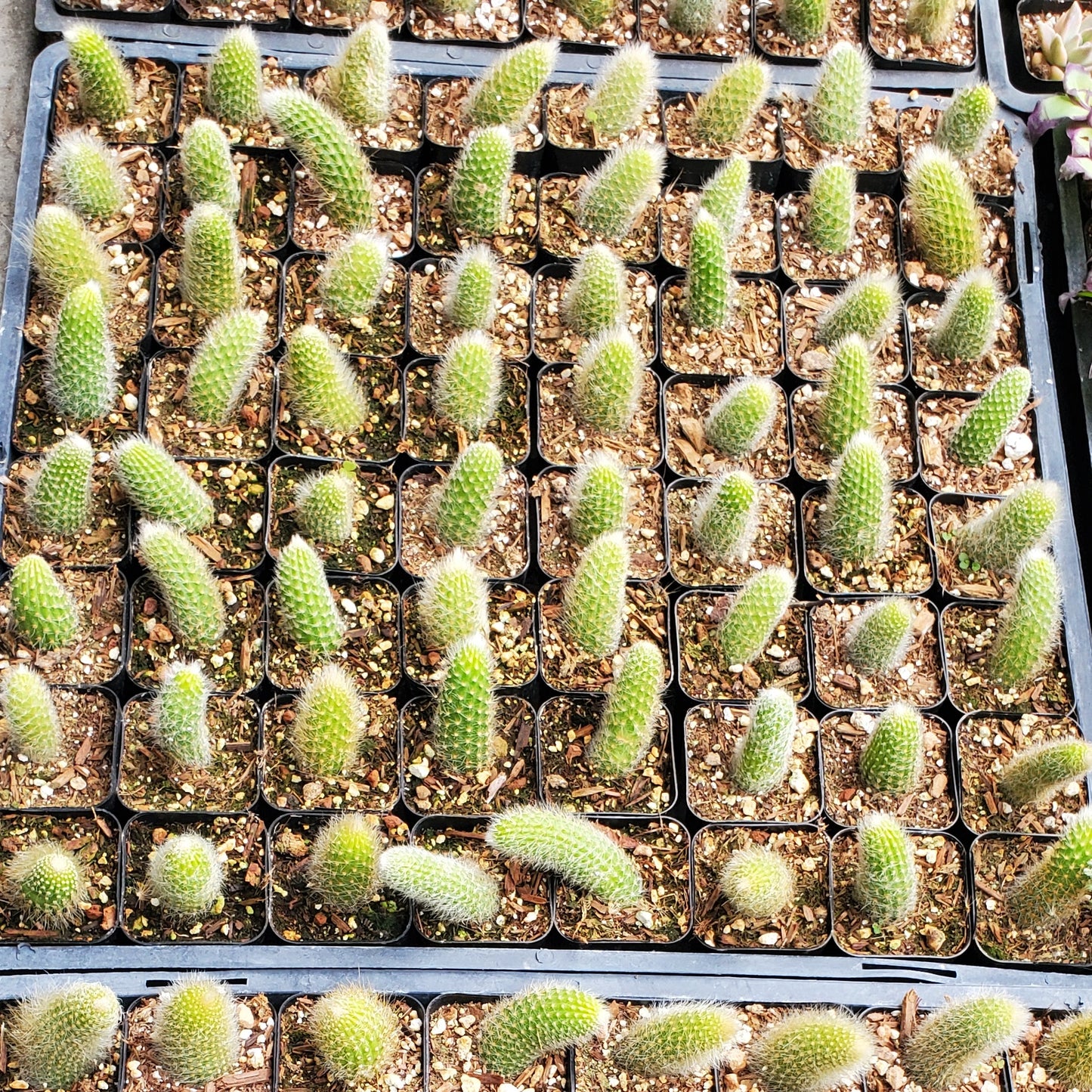 Cleistocactus winteri subsp. colademononis 'Monkey's Tail Cactus'