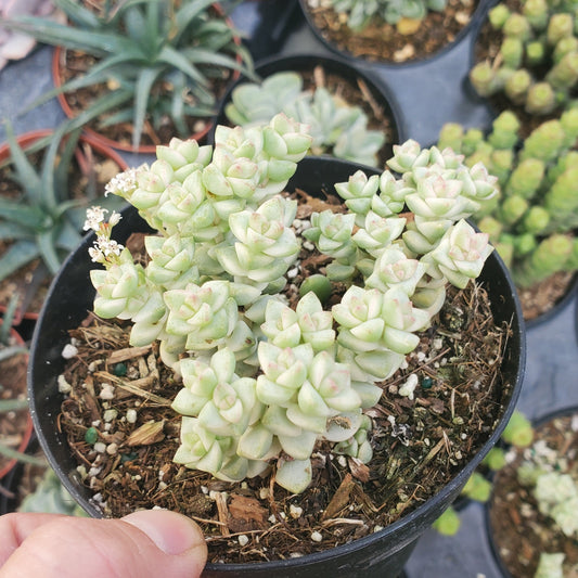 Crassula 'Variegated Pastel'