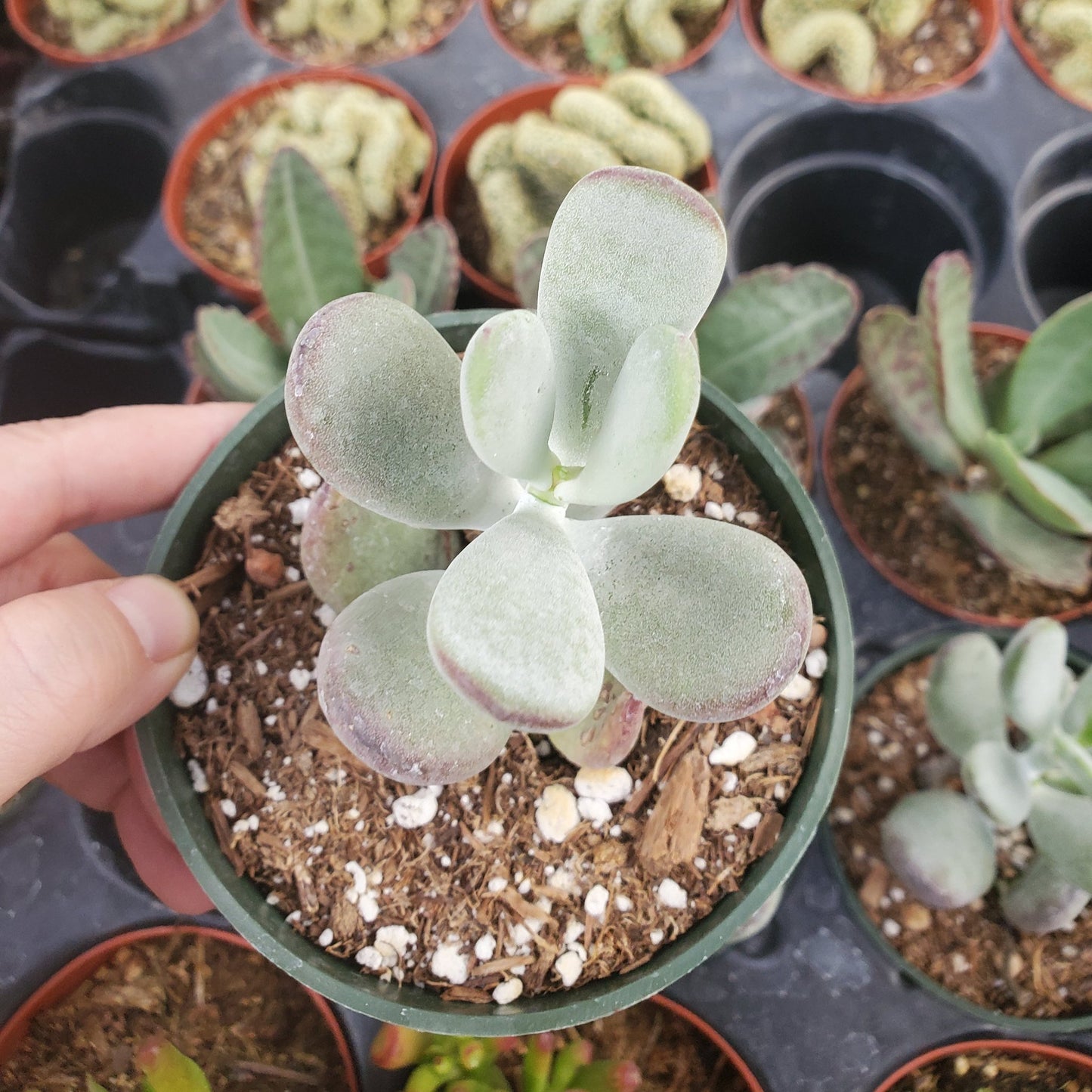 Cotyledon Orbiculata cv