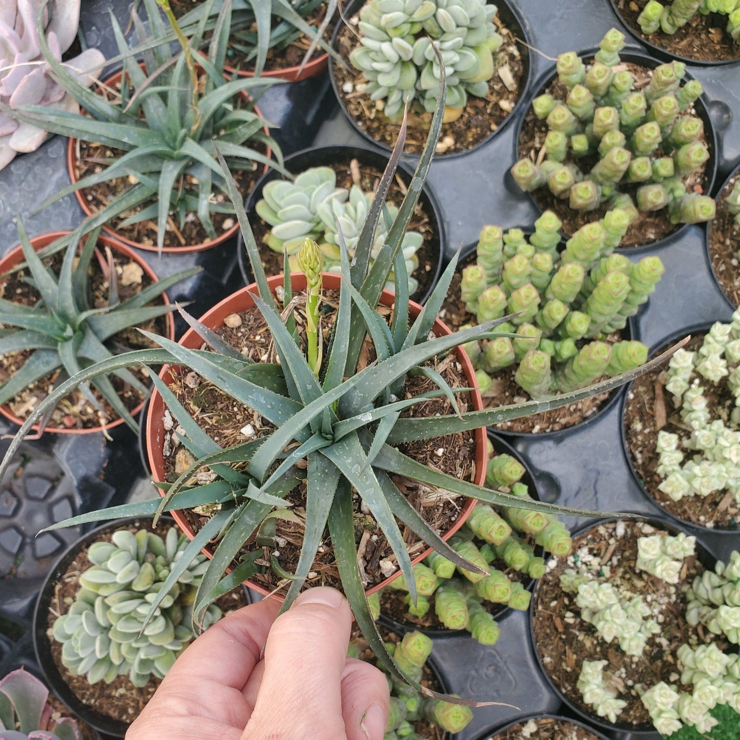 Aloe 'Grassy Lassie'