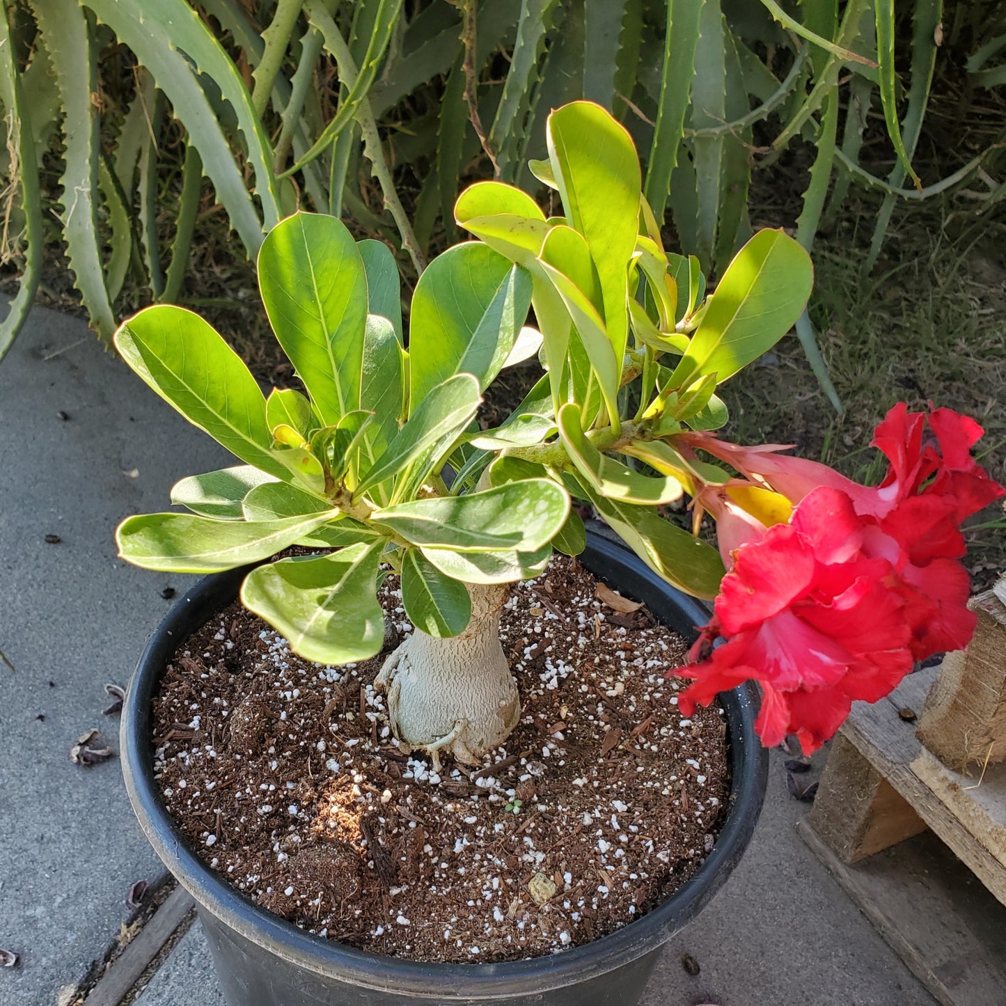 Adenium obesum (Red Flower) 'Desert Rose'