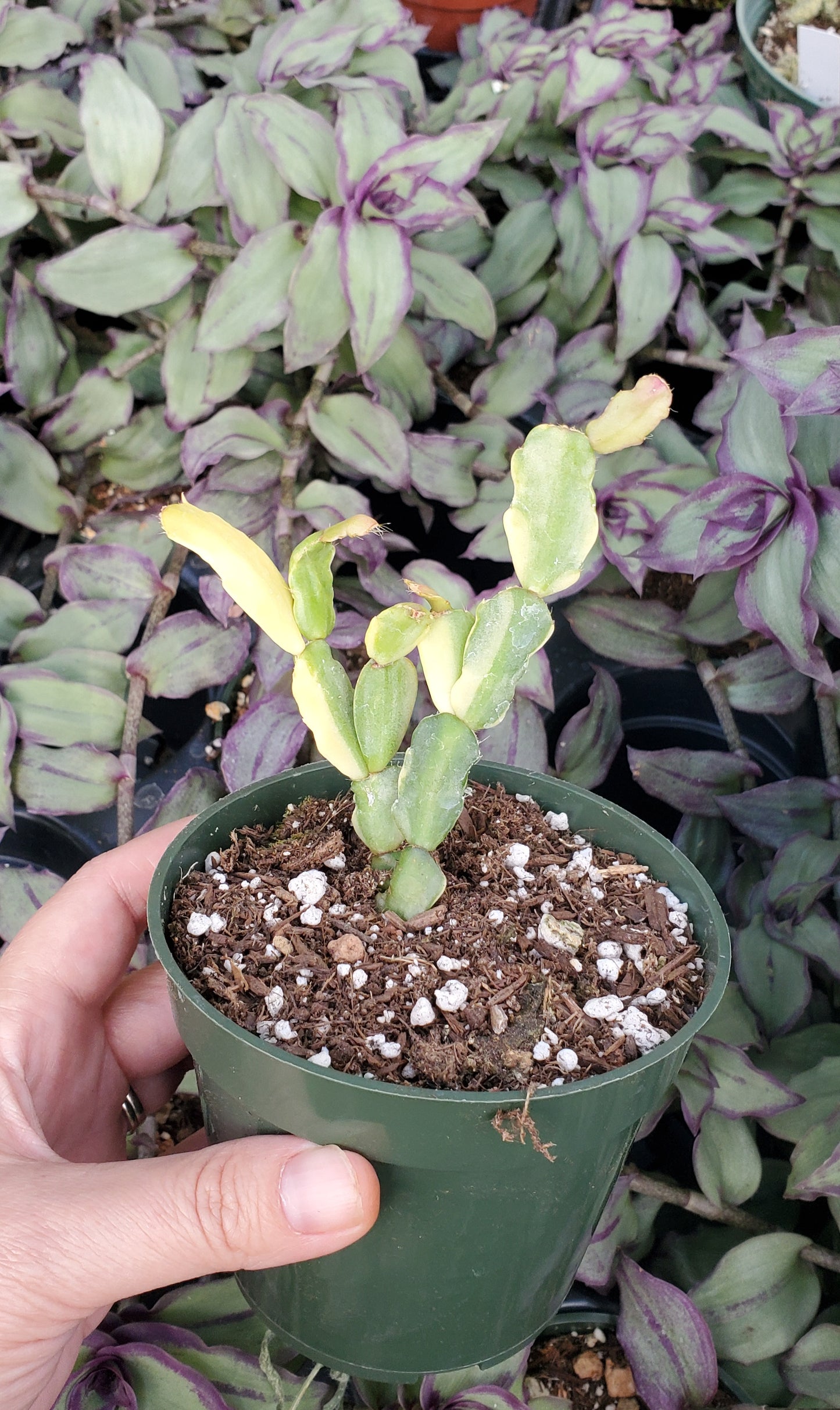 Variegated Schlumbergera 'Variegated Christmas Cactus'