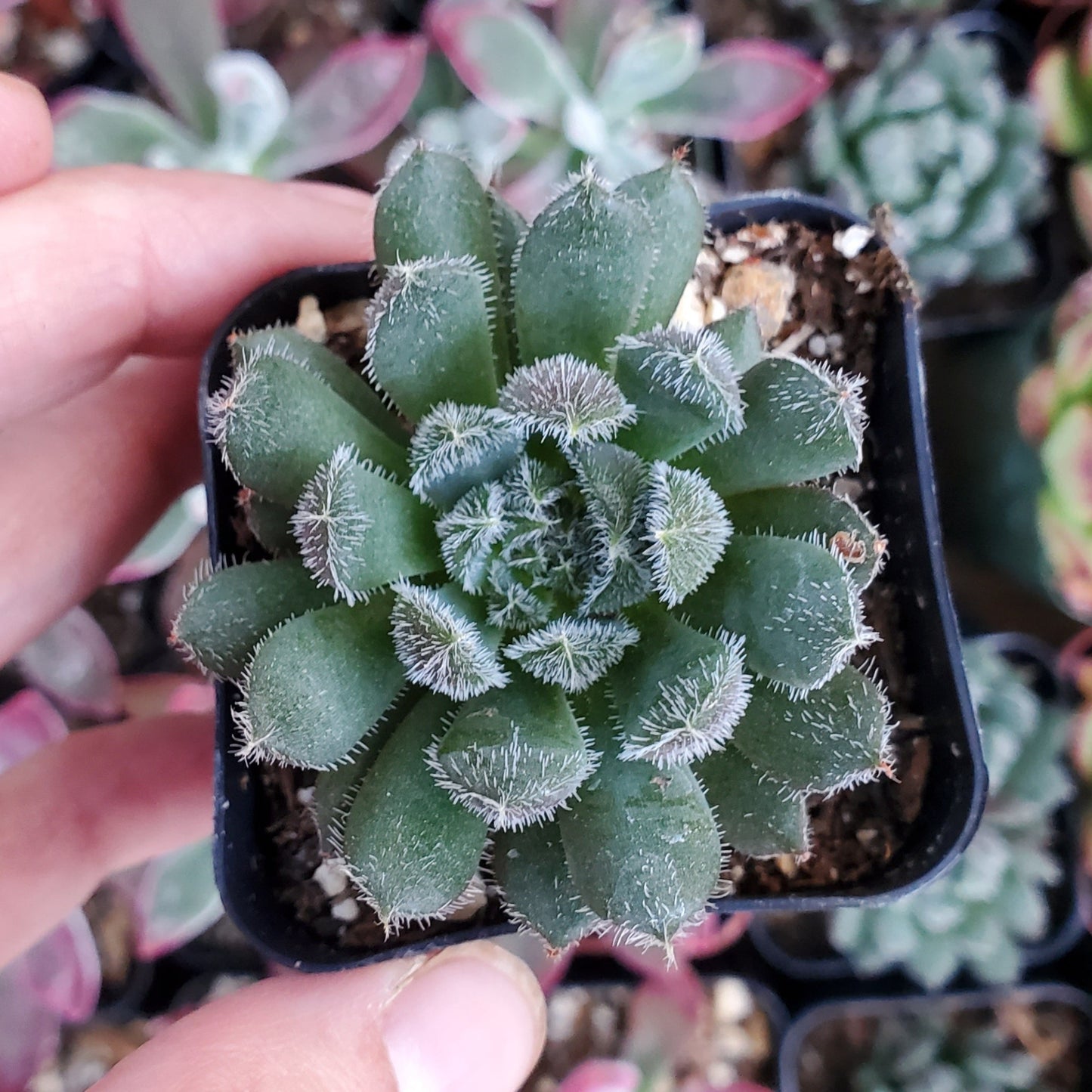 Sinocrassula yunnanensis 'Chinese Jade'