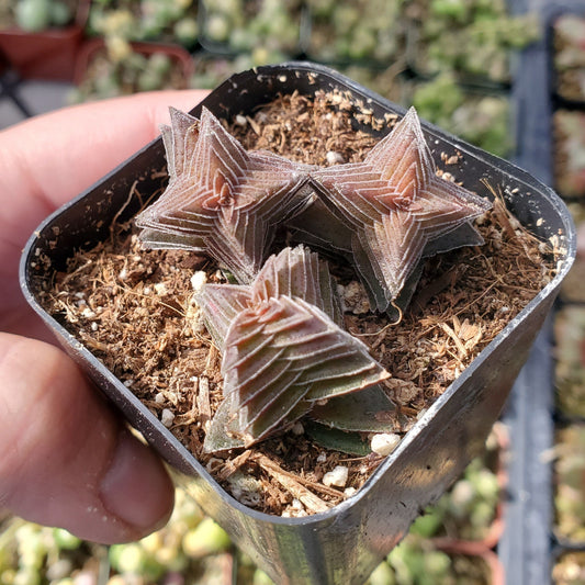 Crassula capitella 'Pagoda Village'