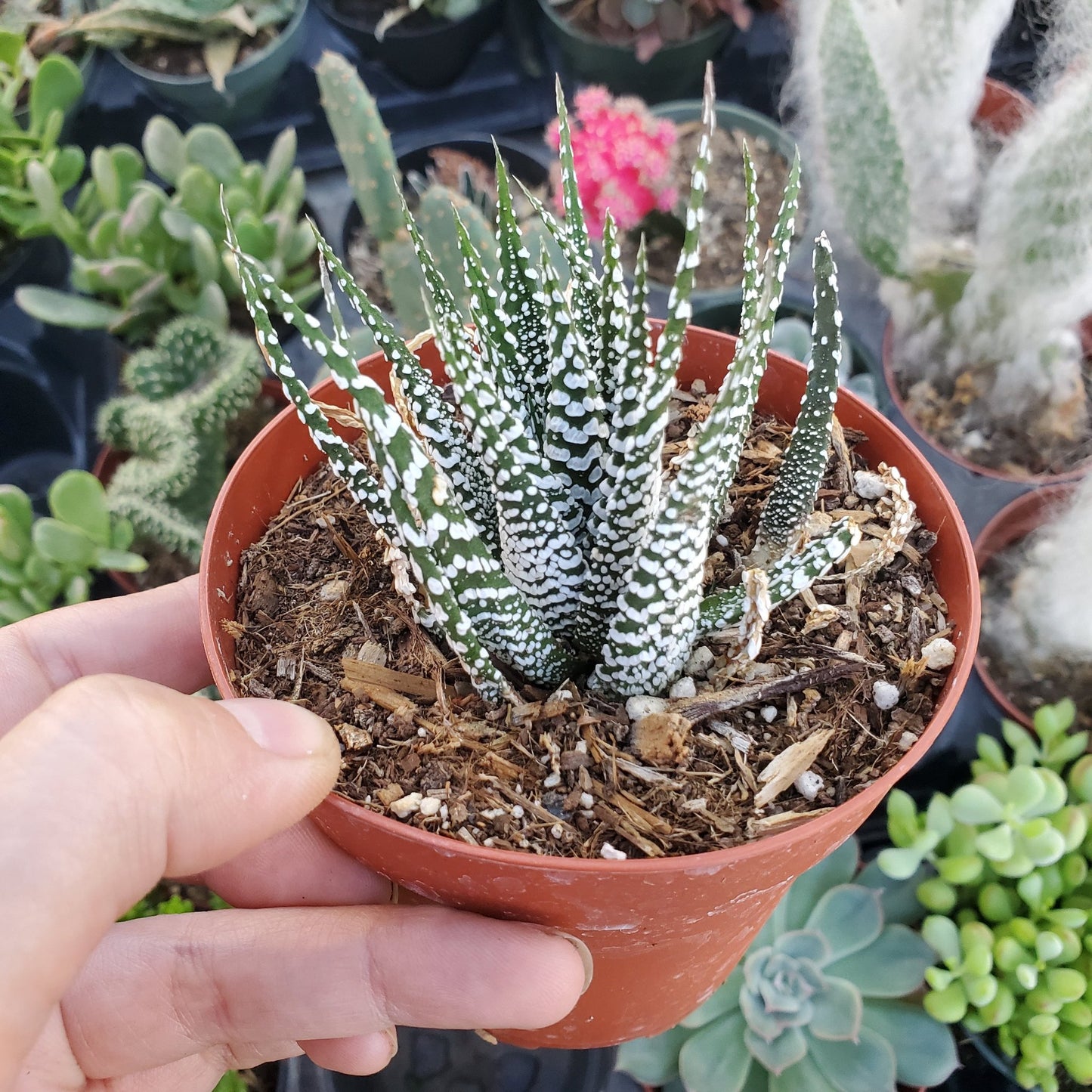 zebra succulent plants Haworthia fasciata 'Zebra Plant'