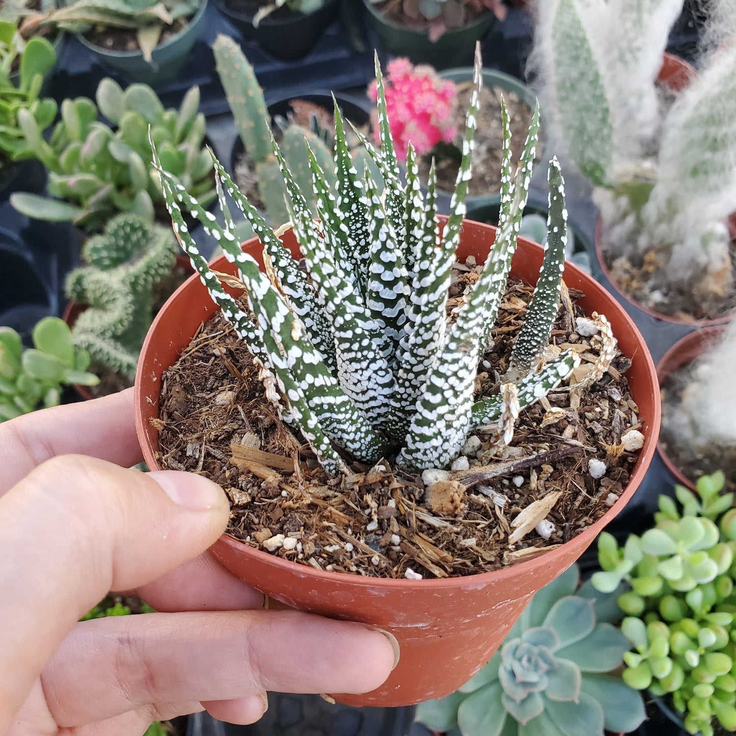 Haworthia fasciata 'Zebra Plant'