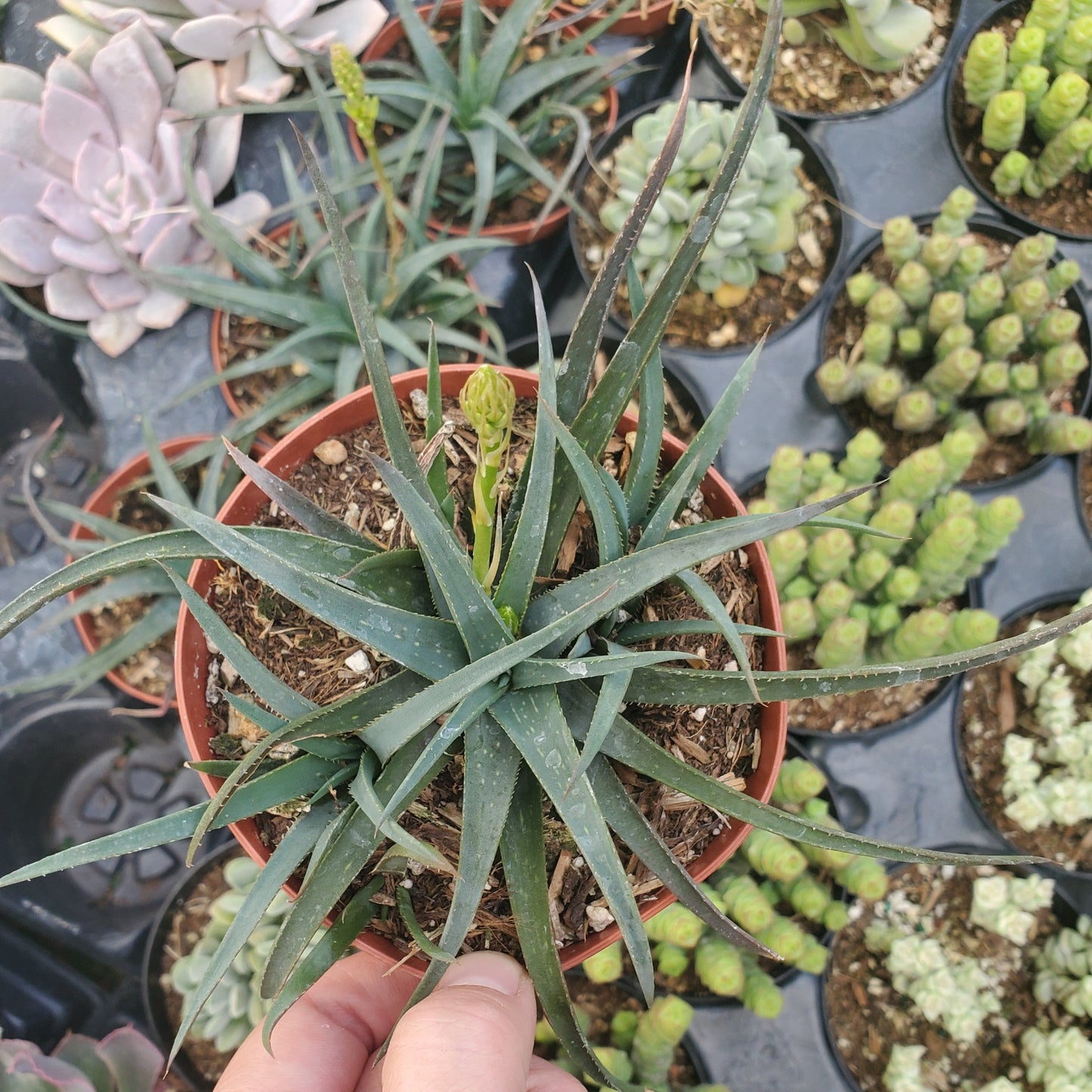 Aloe 'Grassy Lassie'