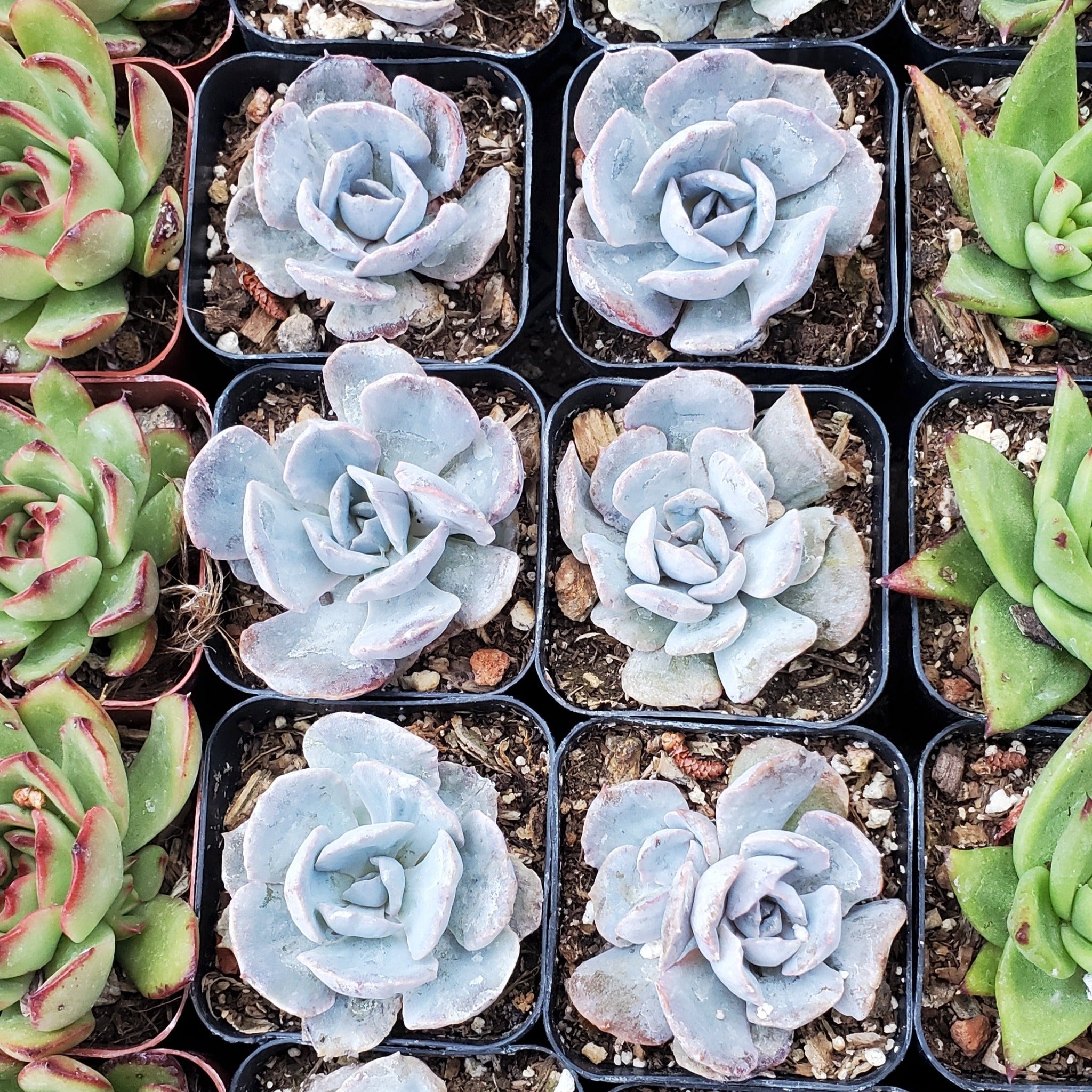 cheyenne succulent plant Echeveria shaviana 'Cheyenne'