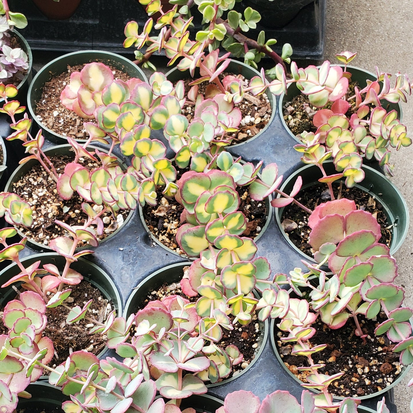 Sedum sieboldii f. variegatum