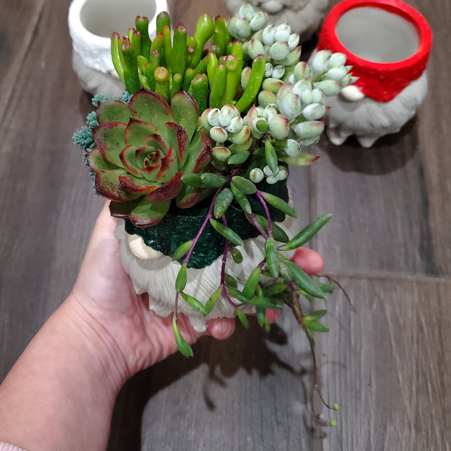 Succulent Gnome Arrangement