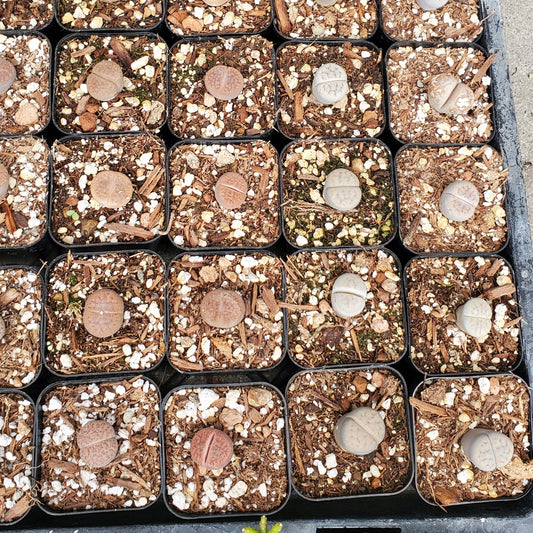 Lithops 'Living Stones'
