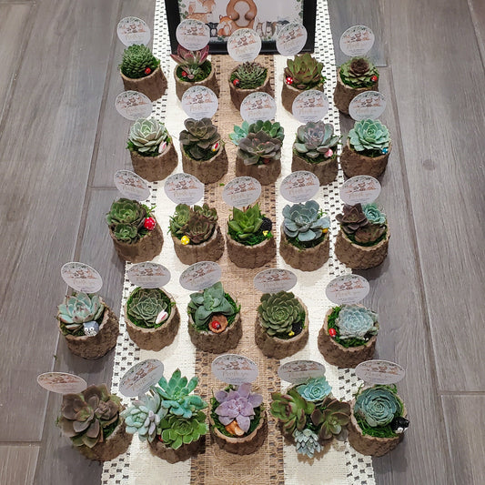 Woodland Themed Succulent Favors