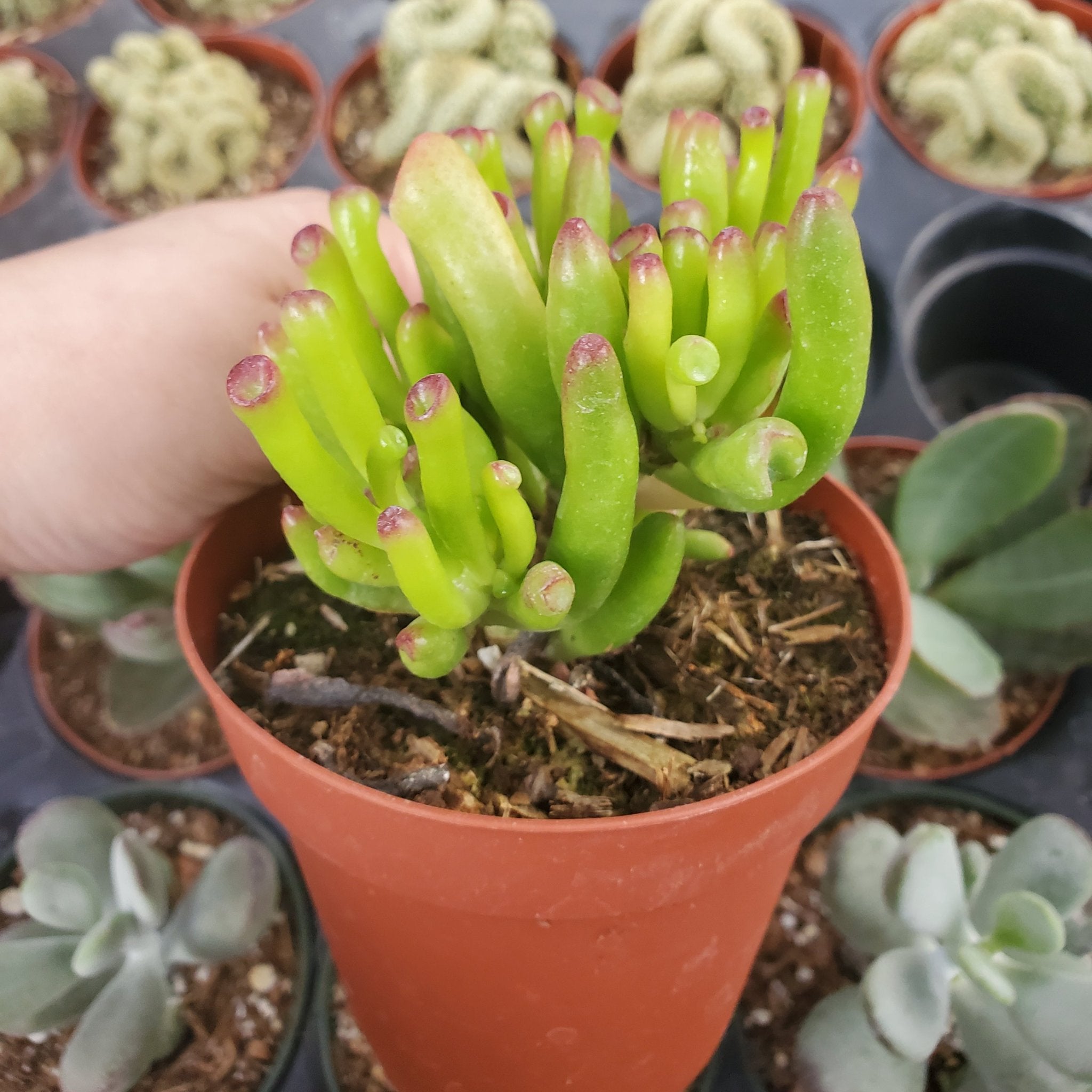 finger jade plant Crassula ovata 'Gollum Jade'