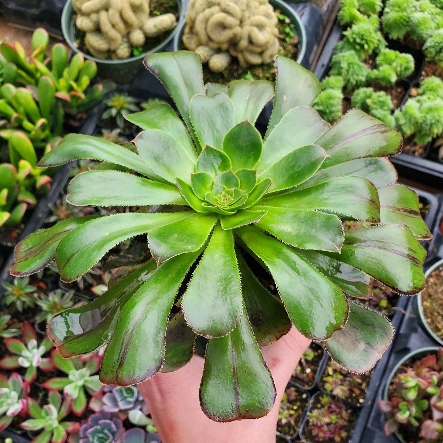 Aeonium arboreum 'Rubrolineatum'