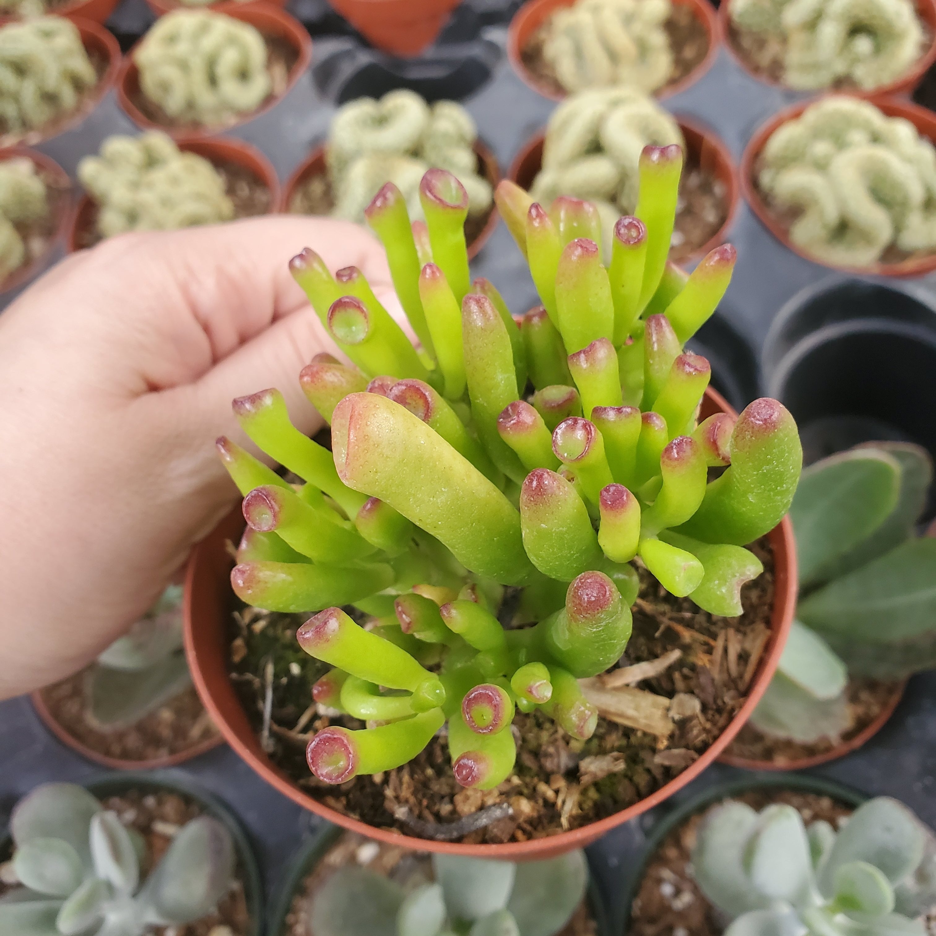 gollum jade plant wrinkled Crassula ovata 'Gollum Jade'