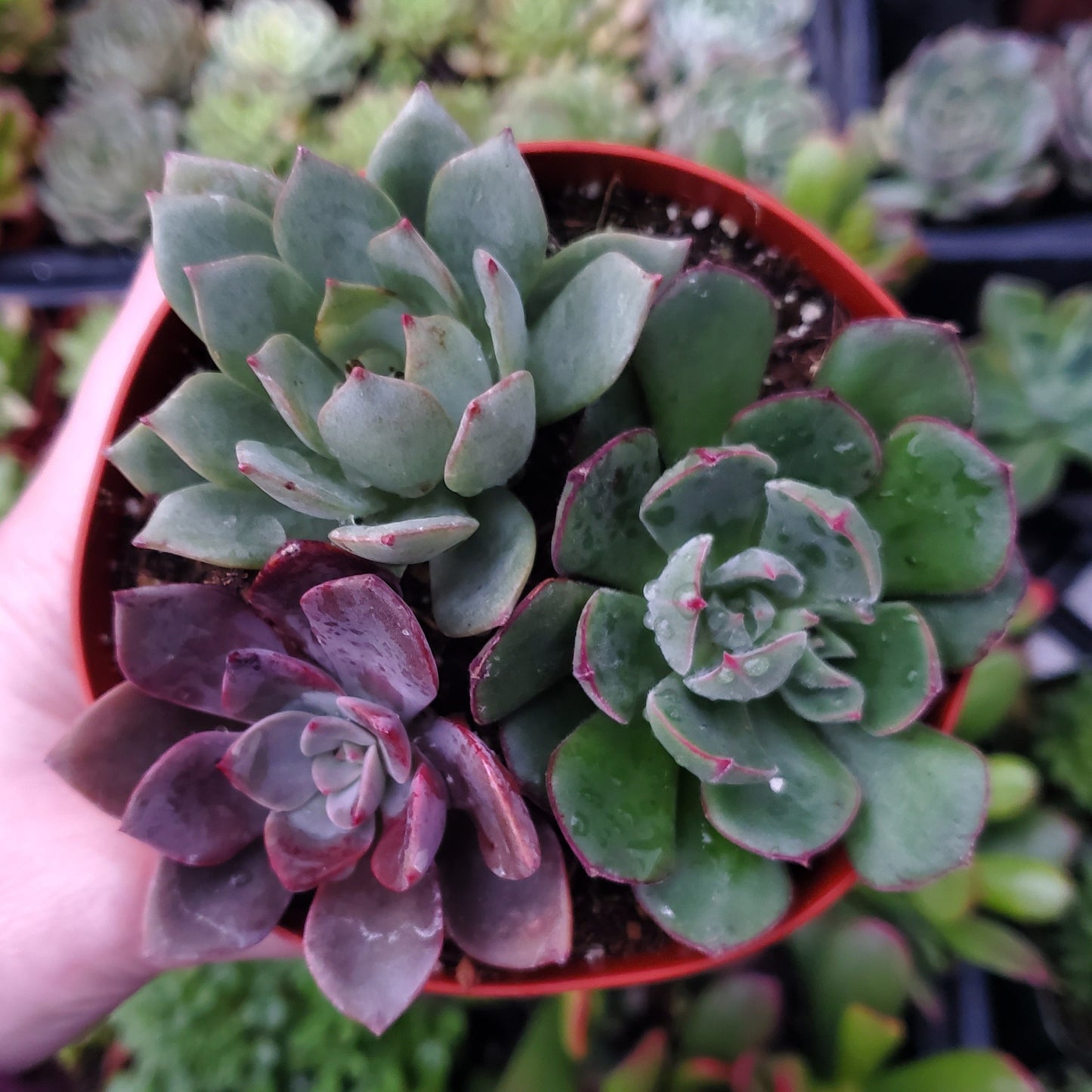 Echeveria Mix (Green, Red & Purple)