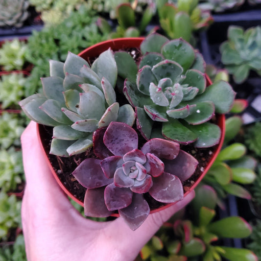 Echeveria Mix (Green, Red & Purple)