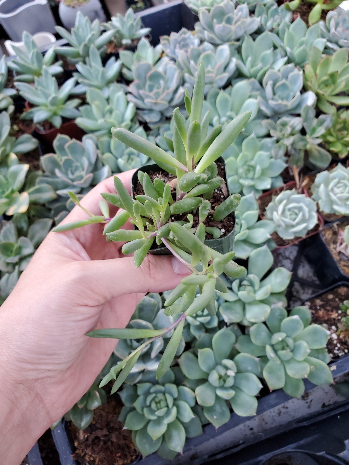 Othonna capensis 'Ruby Necklace'