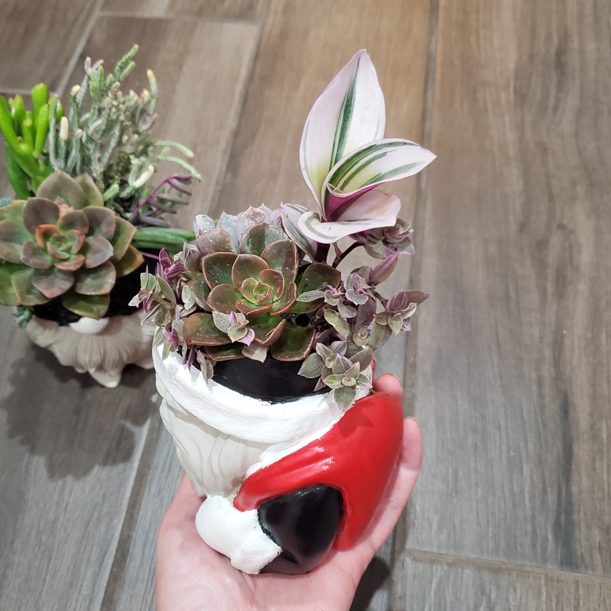 succulent containers amazon Succulent Santa Arrangement
