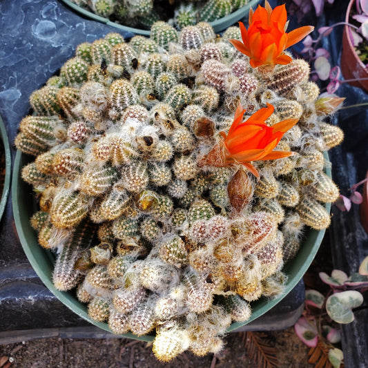 Echinopsis chamaecereus 'Peanut Cactus'