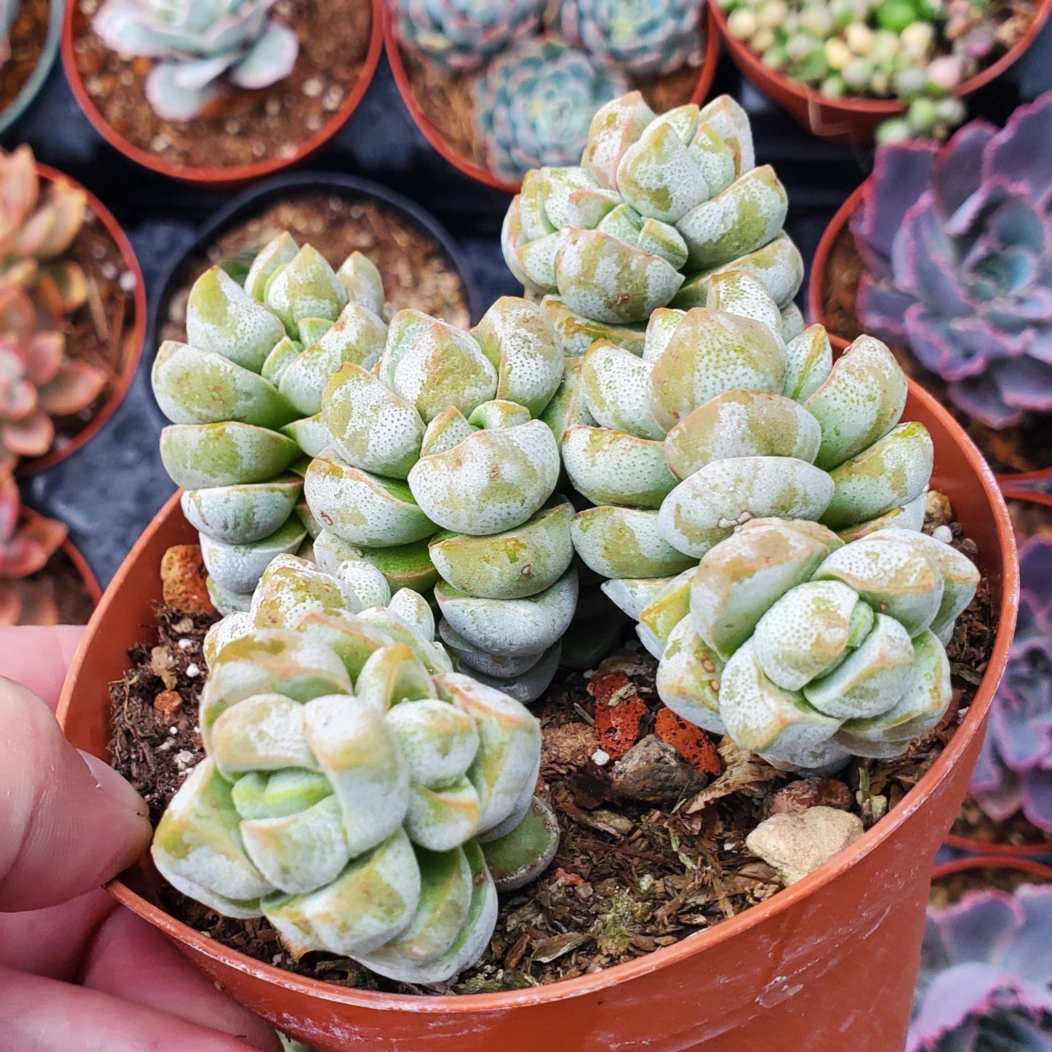 aurora blue succulent Crassula deceptor