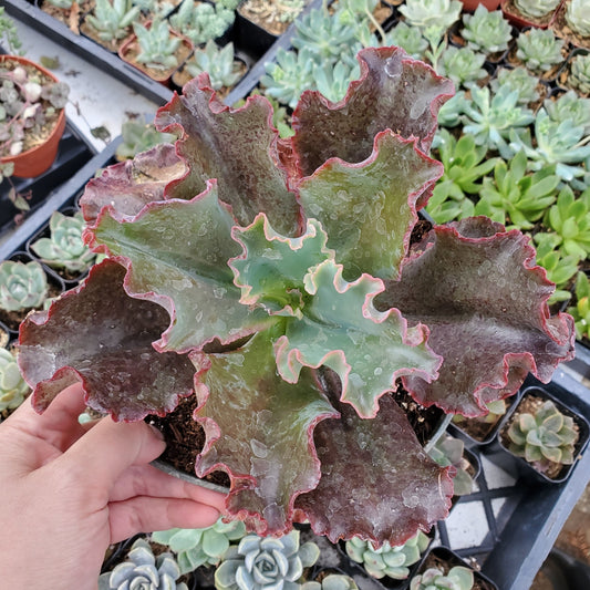Echeveria 'Zorro'
