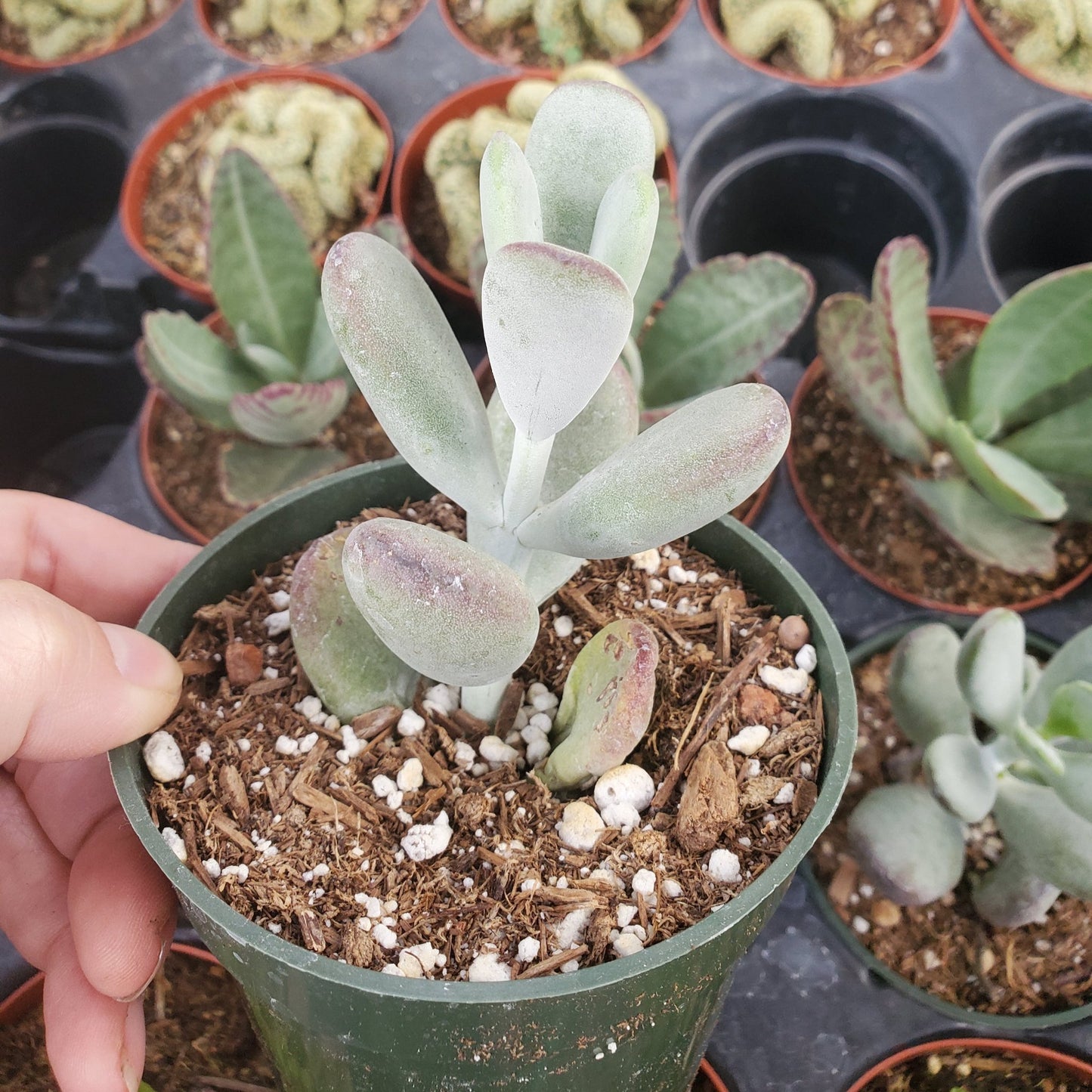 Cotyledon Orbiculata cv