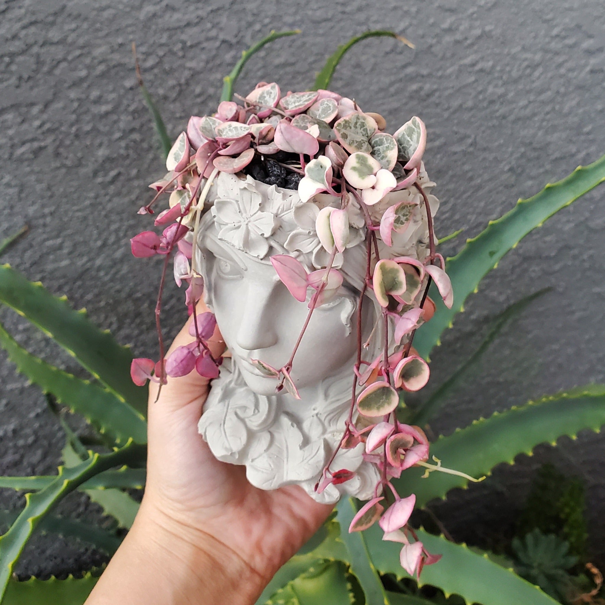 Variegated String of Hearts' Trellis Goddess Arrangement  Rooted in  Paradise Succulent Studio – Rooted in Paradise Succulent Studio