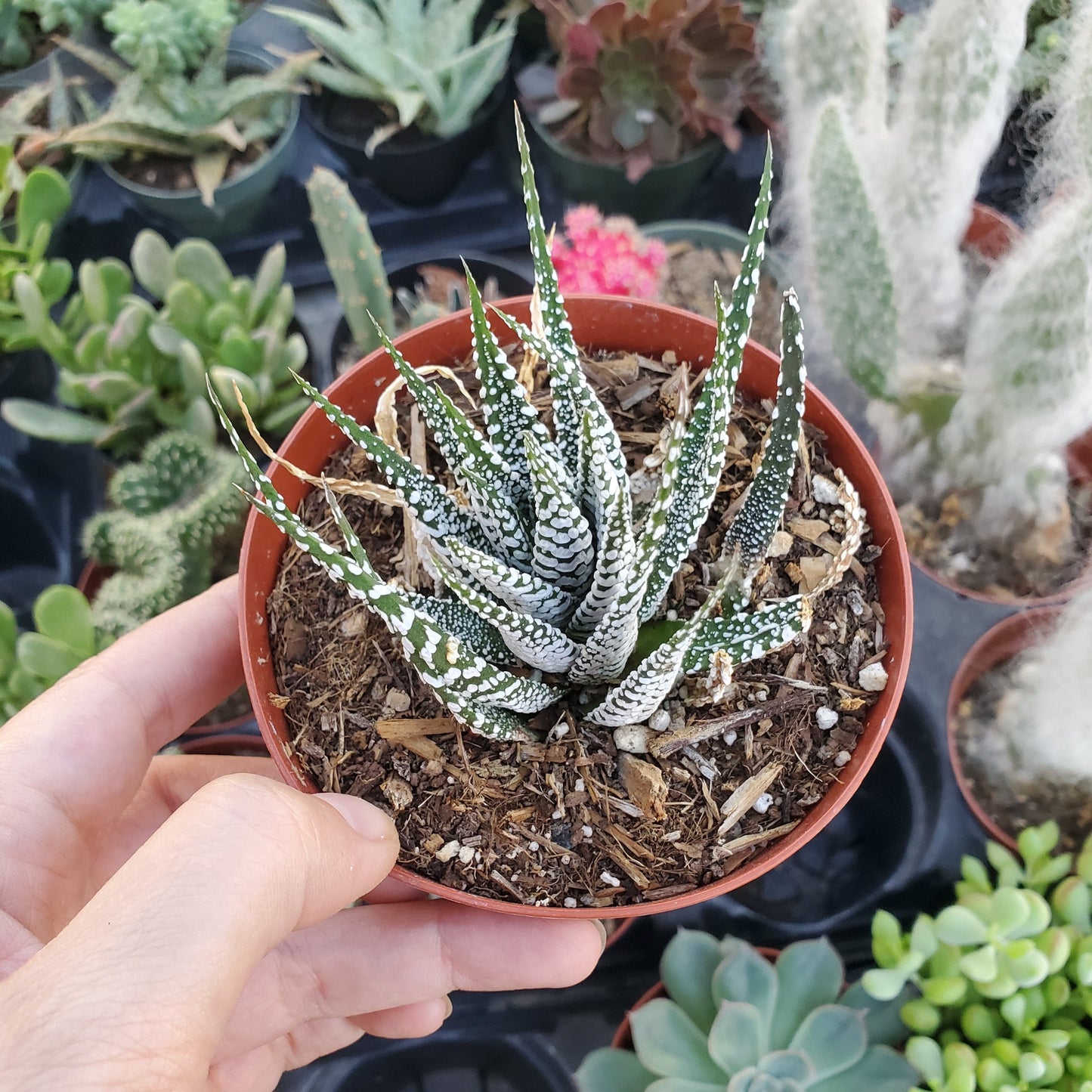 Haworthia fasciata 'Zebra Plant'