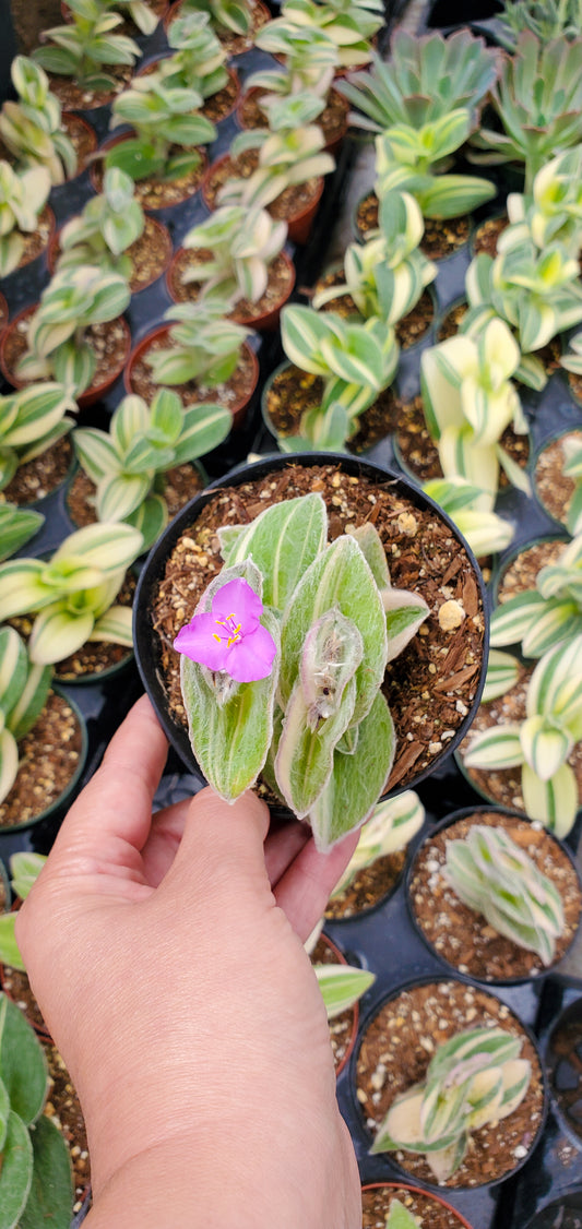 Tradescantia sillamontana variegata