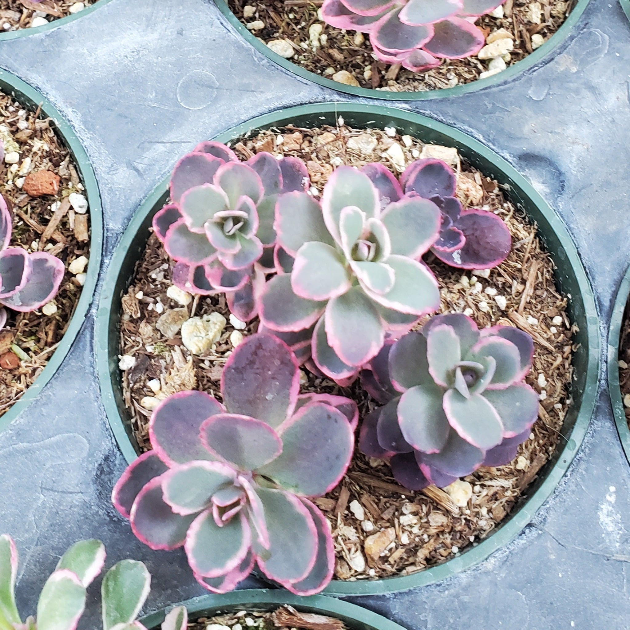 sunsparkler succulent Sedum Sunsparkler 'Dream Dazzler'