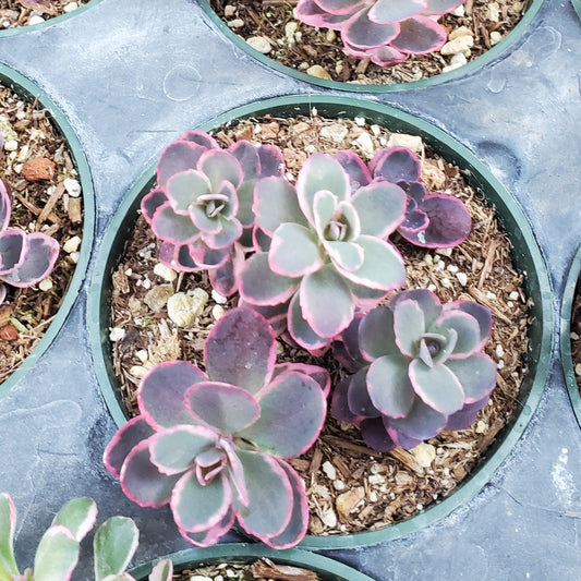 Sedum Sunsparkler® 'Dream Dazzler'