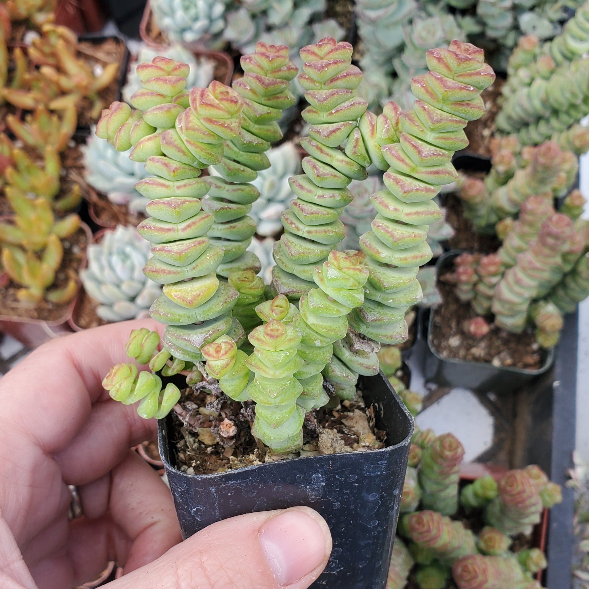 jade necklace plant Crassula 'Jade Necklace'