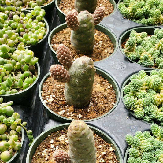 Tephrocactus articulatus 'Pine Cone Cactus' or 'Acorn Cactus'