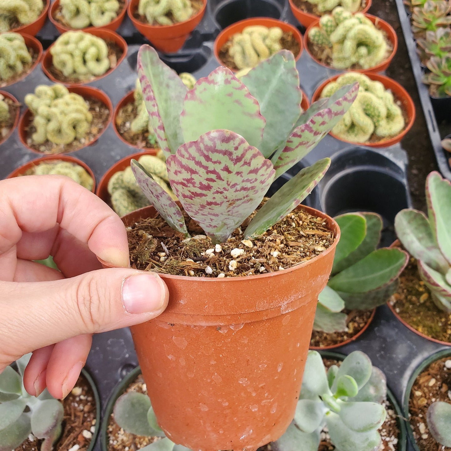 Kalanchoe humilis