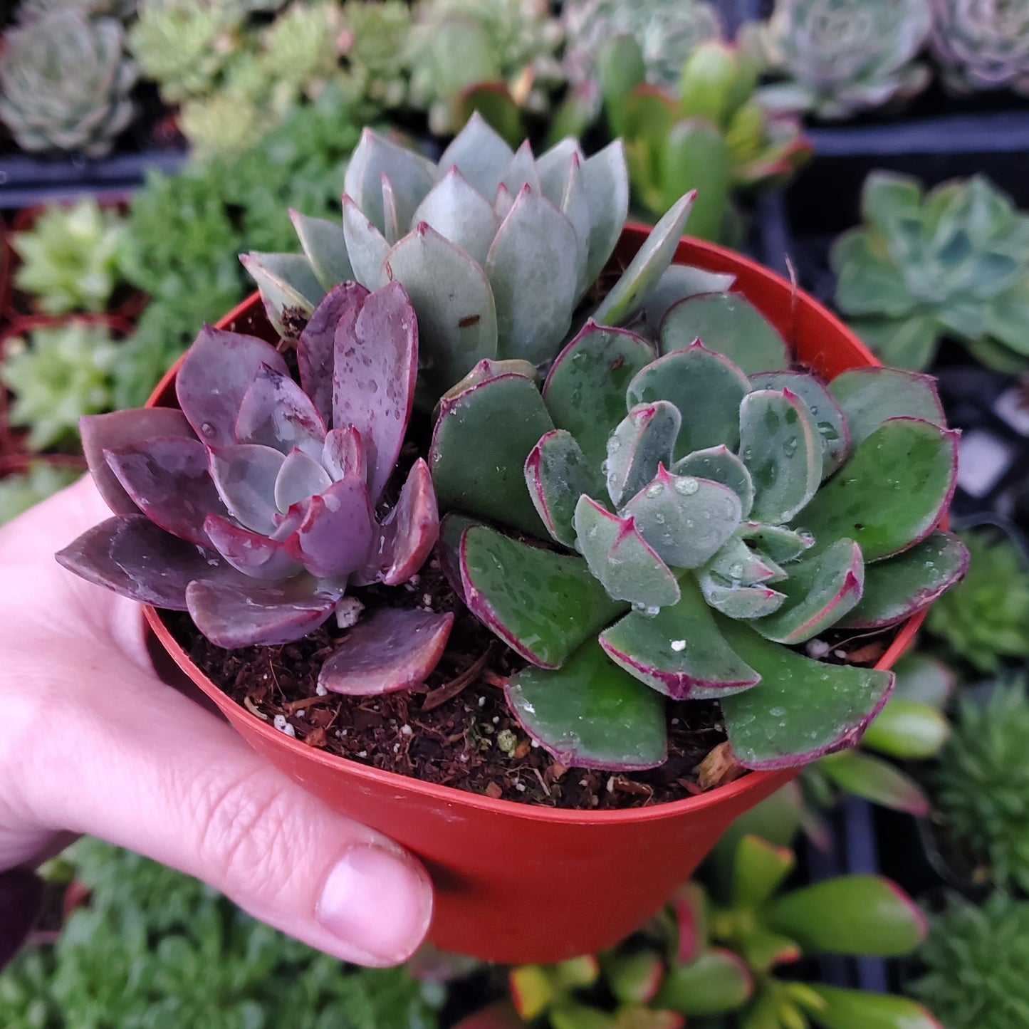 Echeveria Mix (Green, Red & Purple)