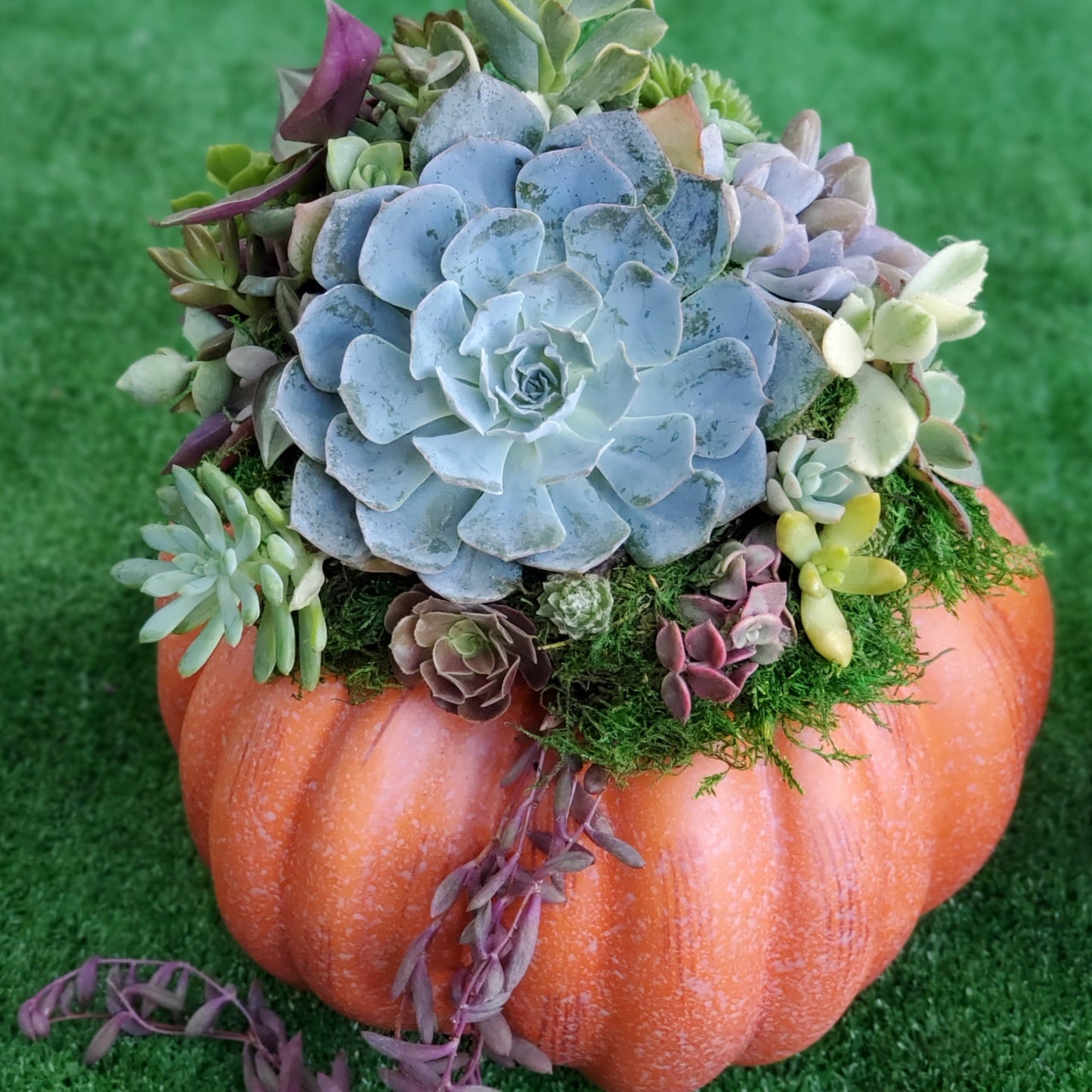 Large Orange Succulent Trimmed Pumpkin