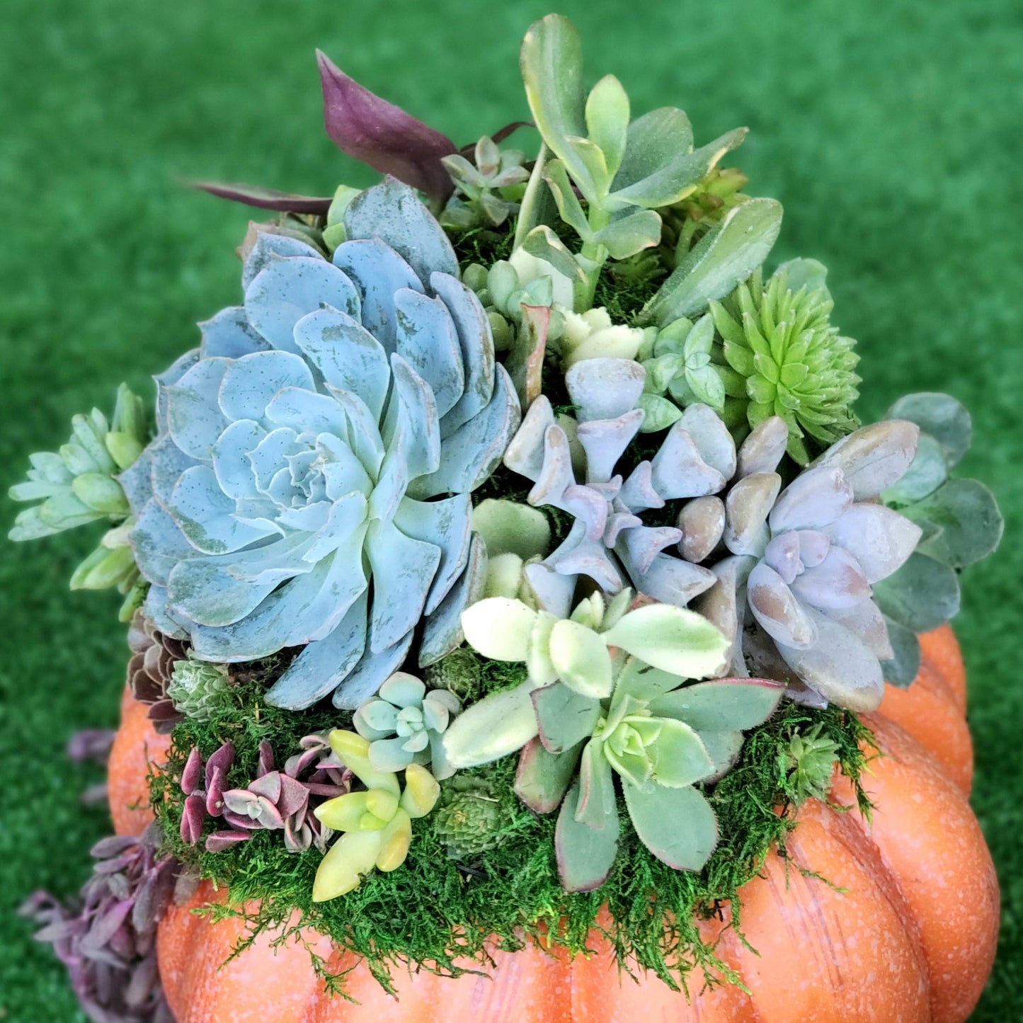 Large Orange Succulent Trimmed Pumpkin