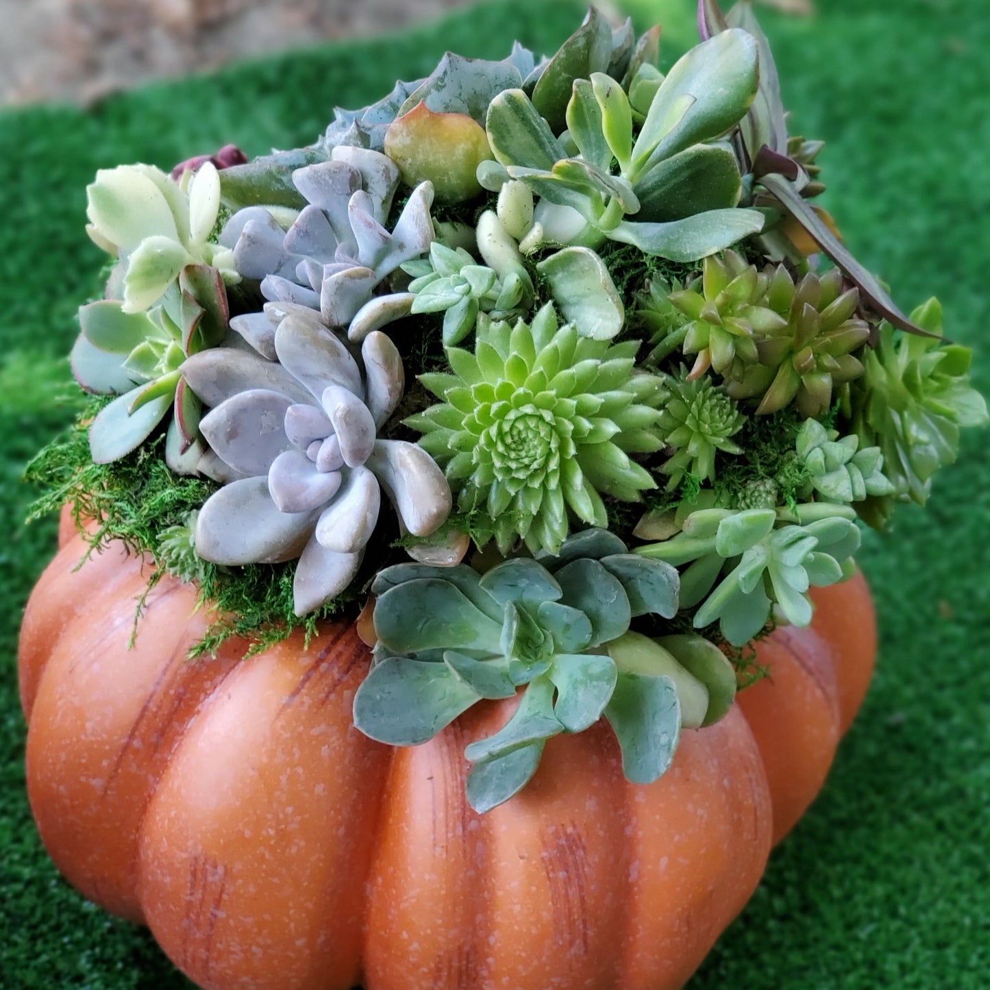 Large Orange Succulent Trimmed Pumpkin