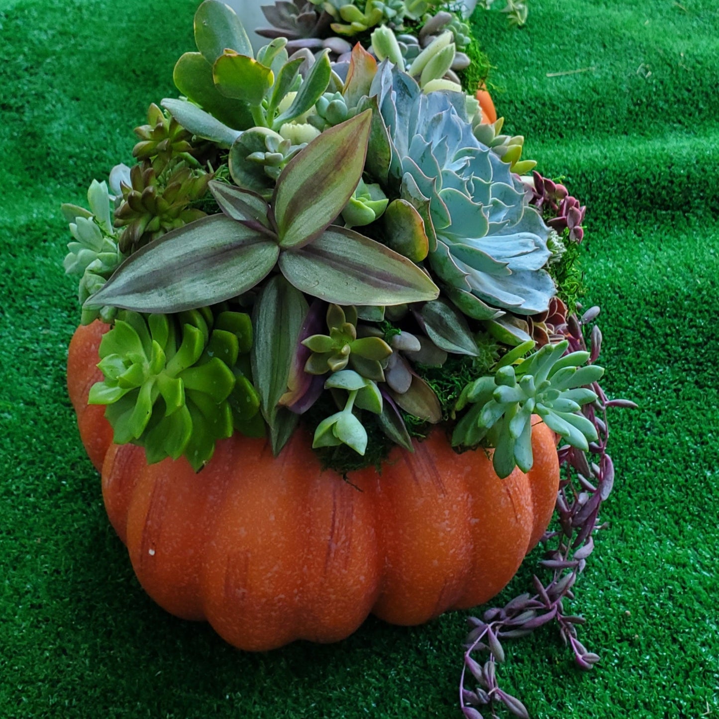 Large Orange Succulent Trimmed Pumpkin