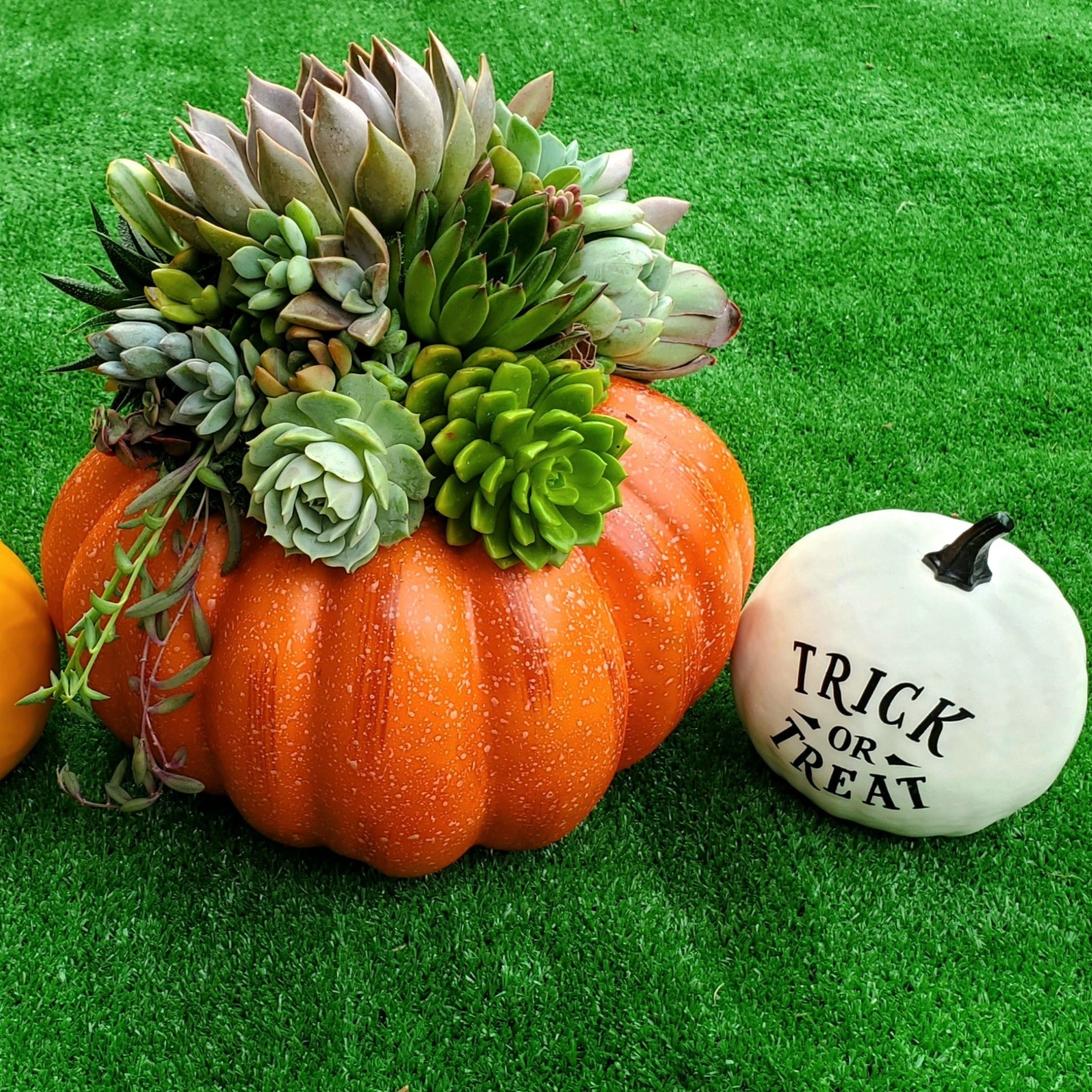 succulent pumpkin carving Large Orange Succulent Trimmed Pumpkin