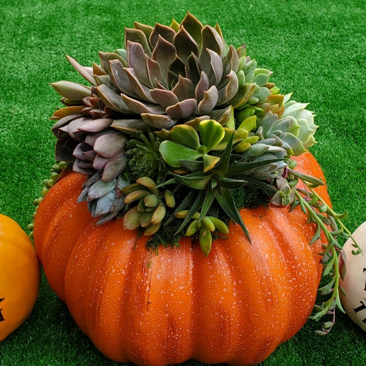 Large Orange Succulent Trimmed Pumpkin