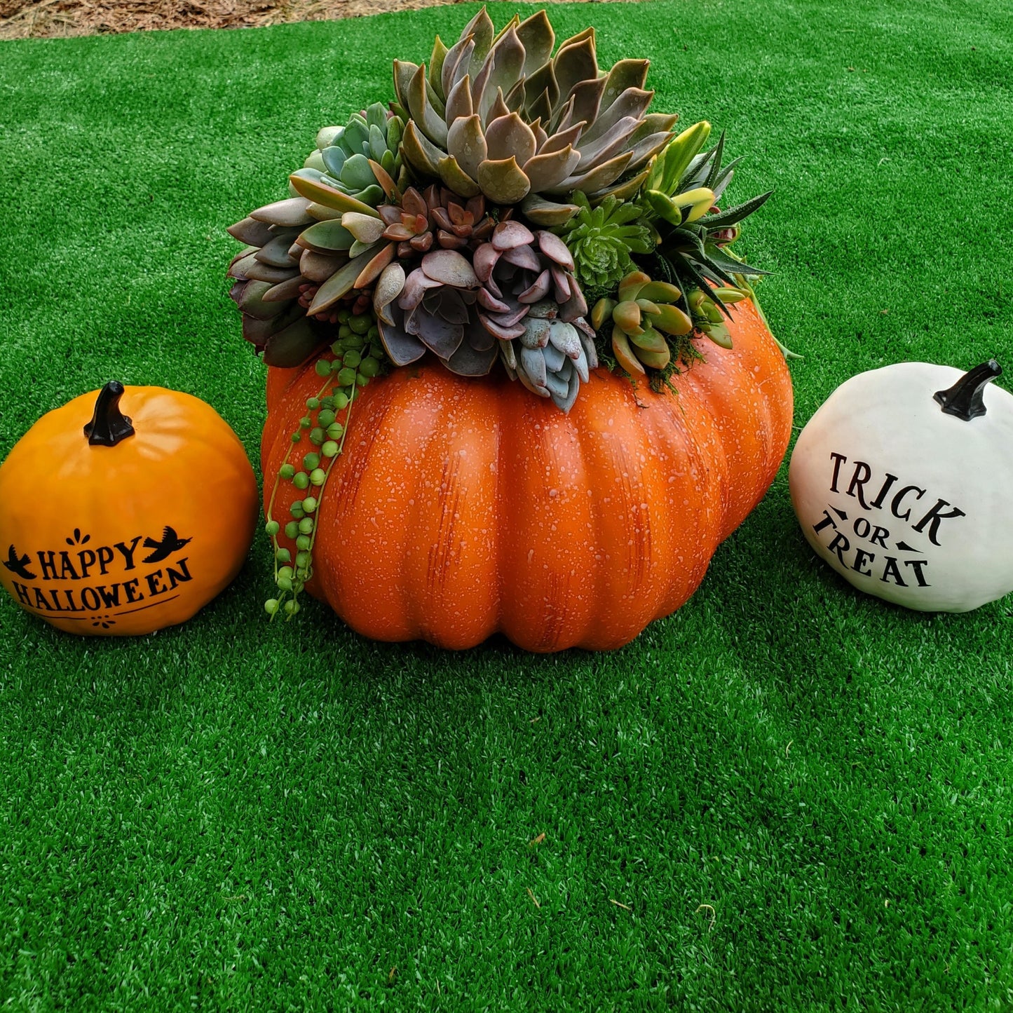 Large Orange Succulent Trimmed Pumpkin