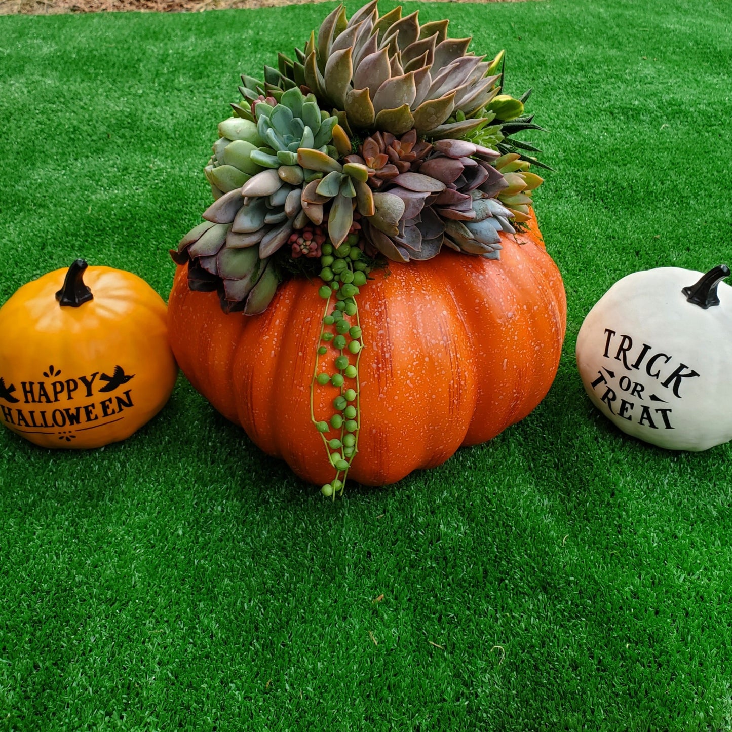 Large Orange Succulent Trimmed Pumpkin