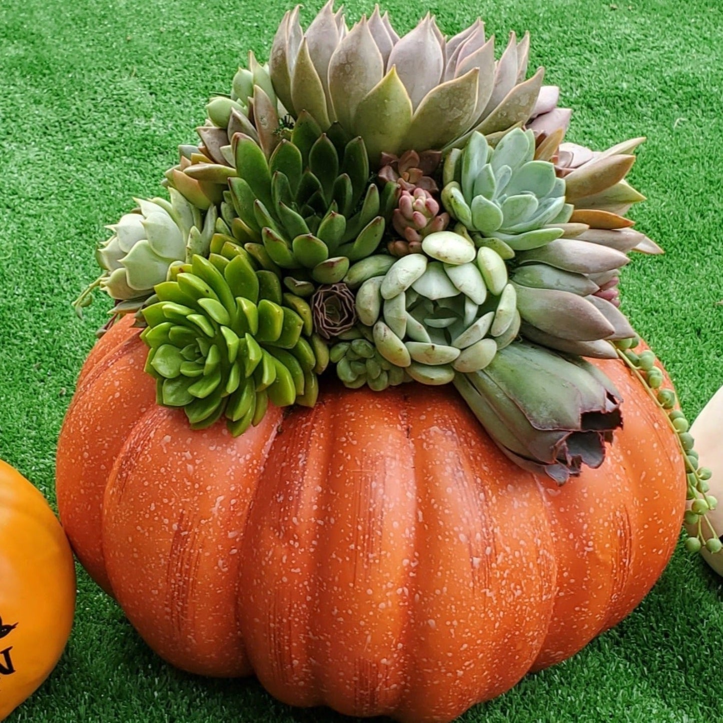 Large Orange Succulent Trimmed Pumpkin